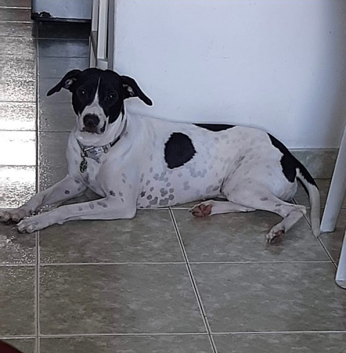 Bela