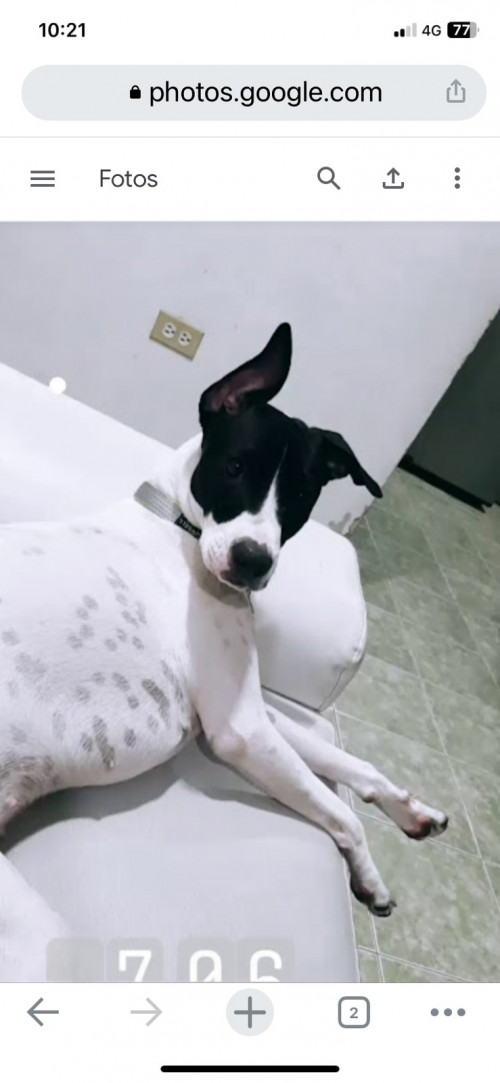 Bela