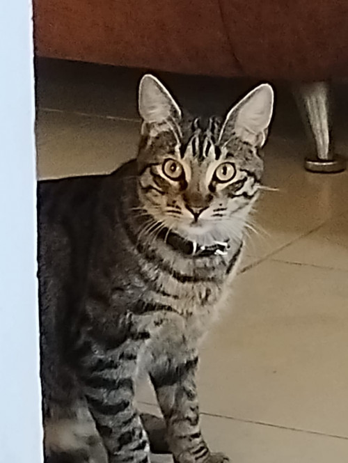 Hunter
