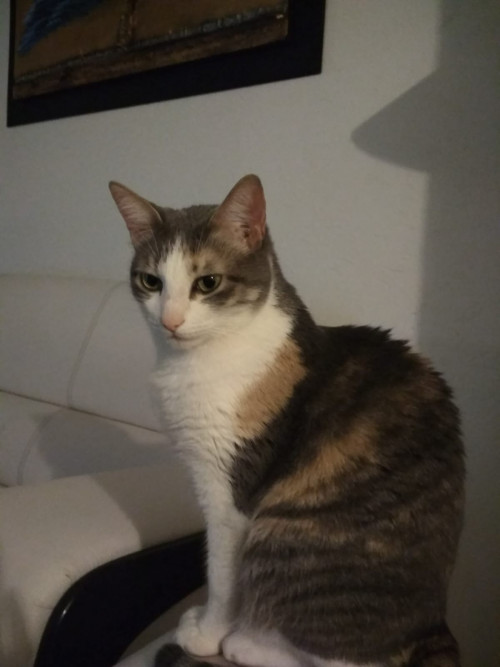 Chabelita
