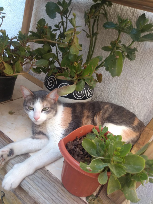 Chabelita