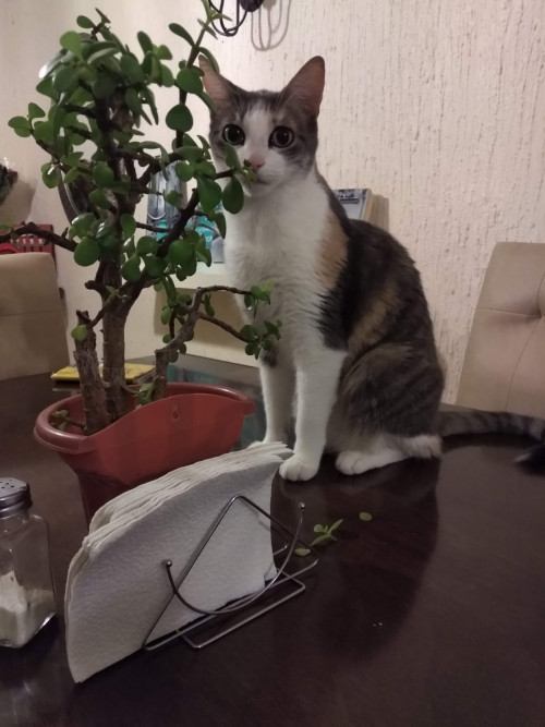 Chabelita