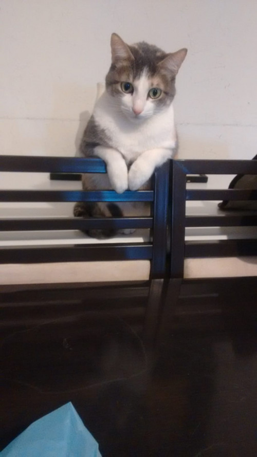 Chabelita