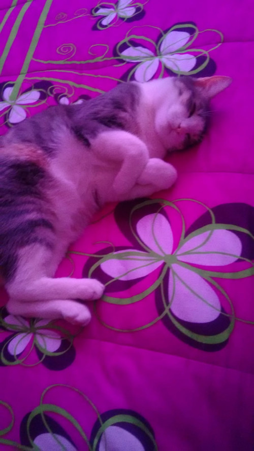 Chabelita