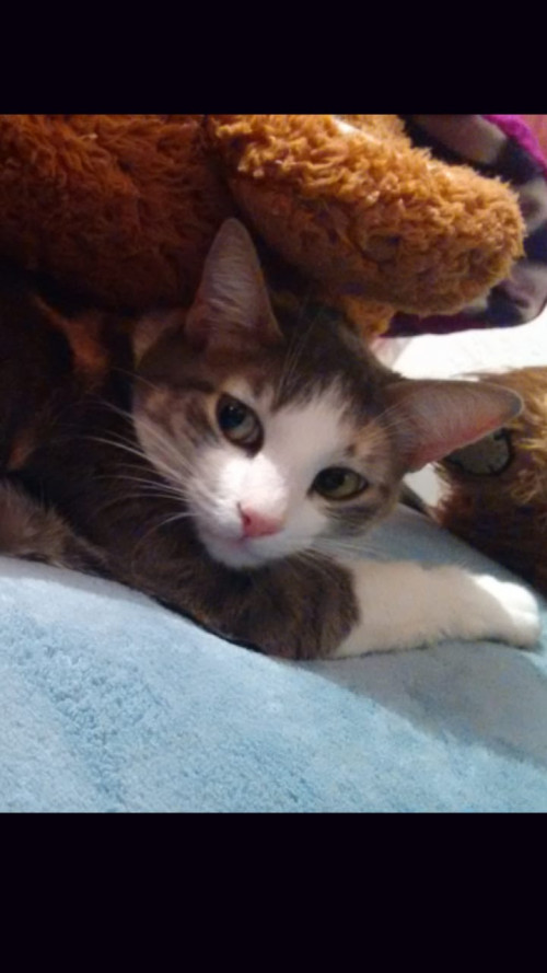 Chabelita