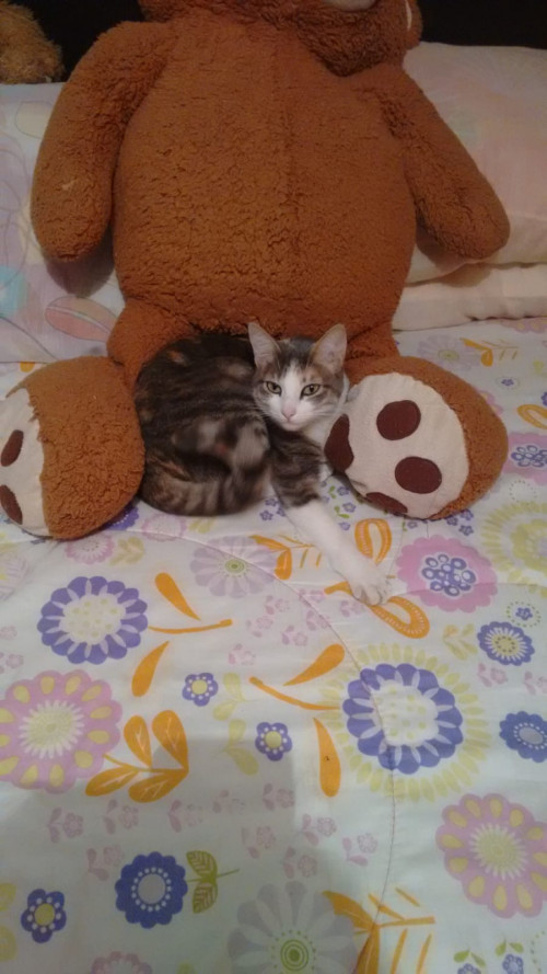 Chabelita