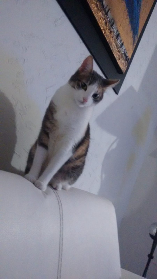 Chabelita