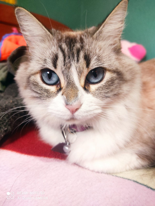 Megara
