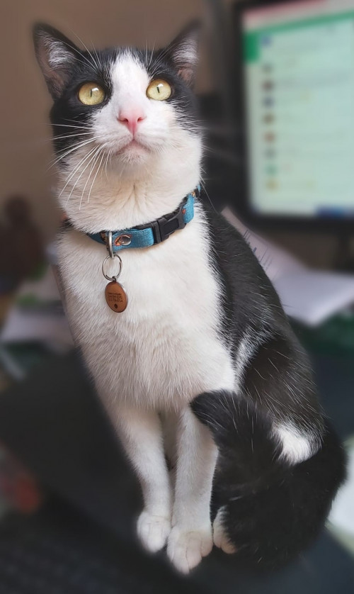 Loky