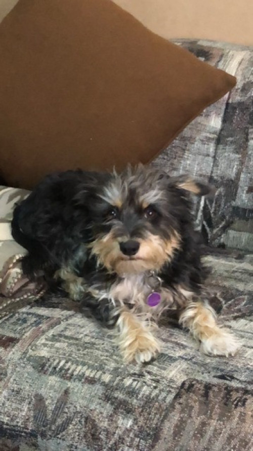 Pia