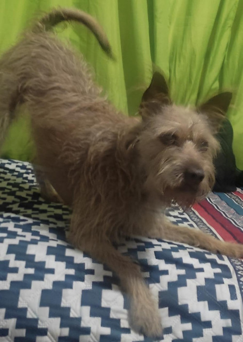 Tobby