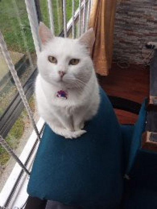 Nena