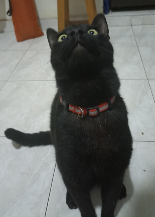 Dante