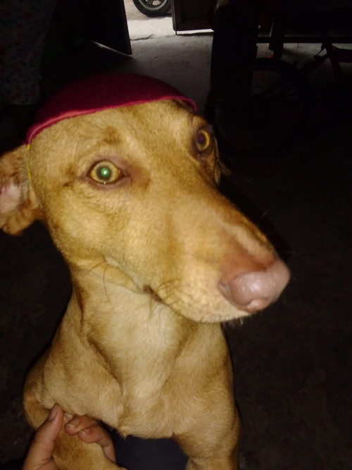 Lukas