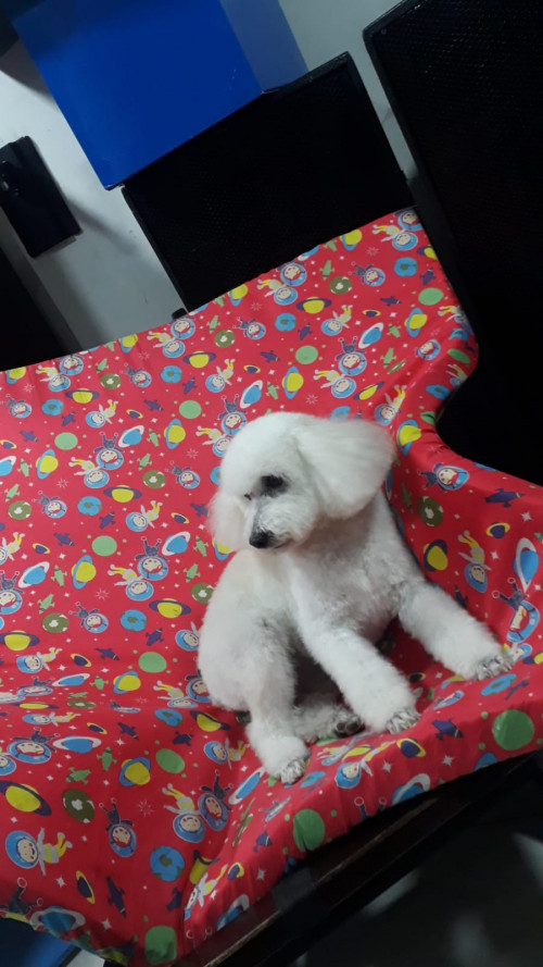 Tobi