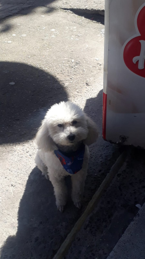 Tobi