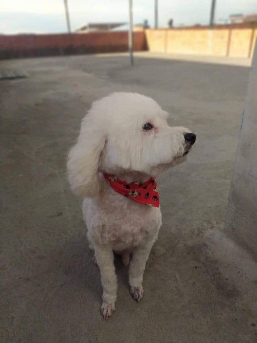 Tobi