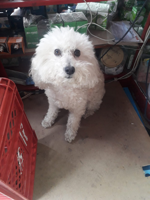 Tobi