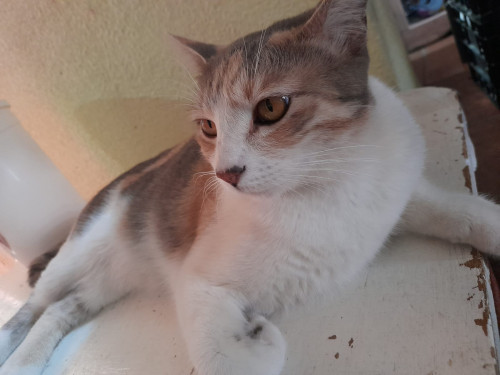 Pesu