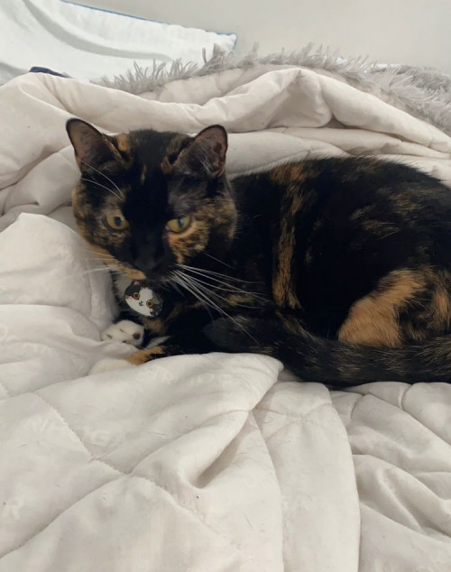 Dulce