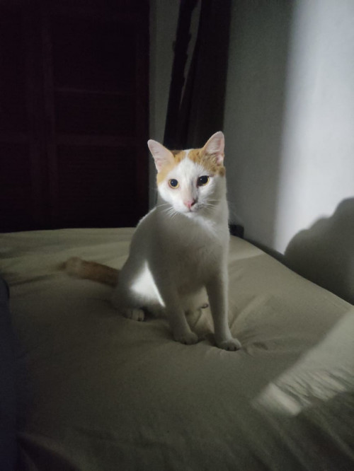 Vainilla