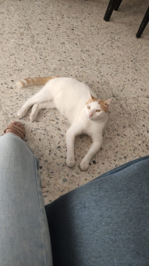 Vainilla