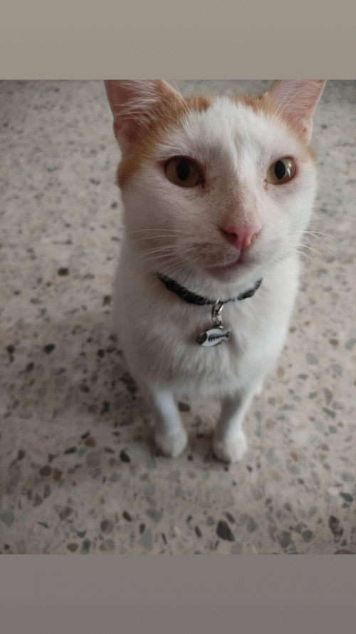 Vainilla