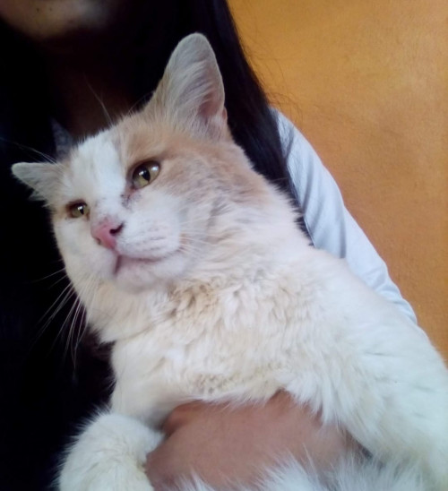 Bellon