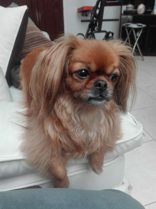 Milu