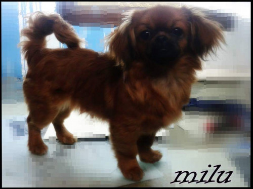 Milu