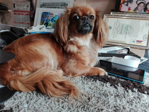 Milu