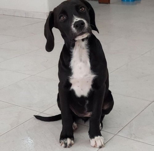 Almendra