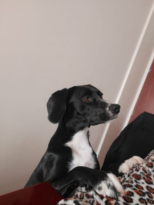 Almendra