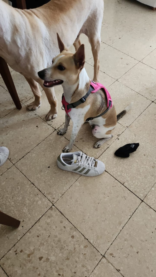Rosita