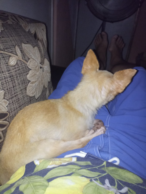 Chikis