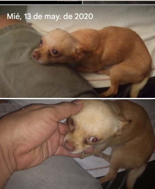 Chikis