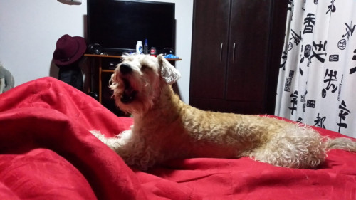 Canela