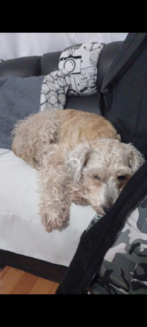 Canela