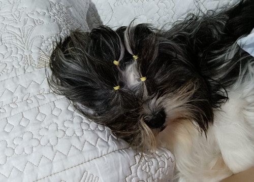 Luki