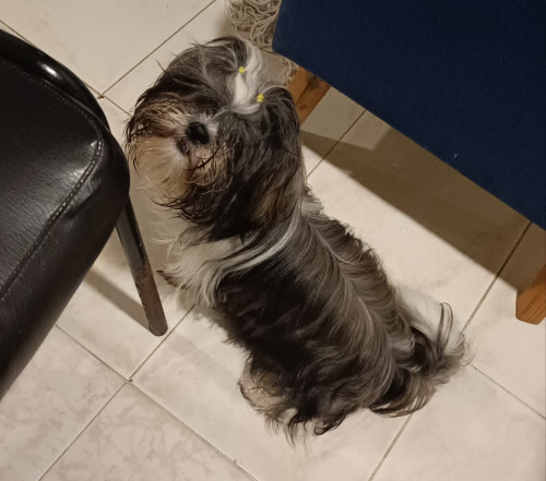 Luki