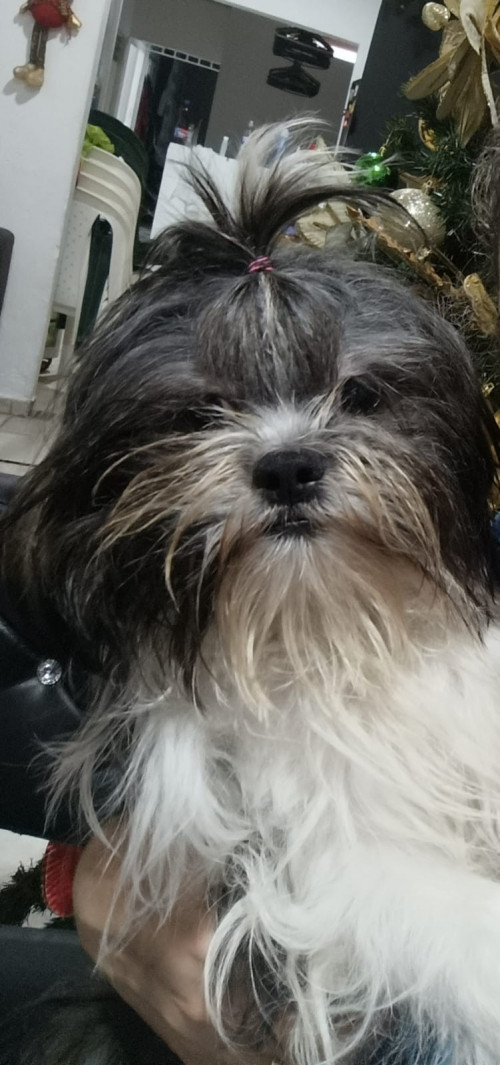 Luki