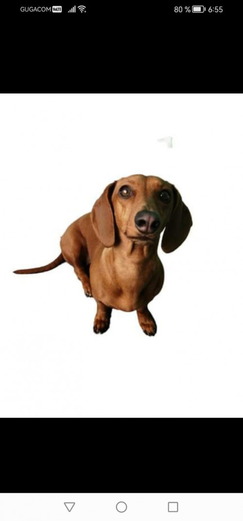 Bela