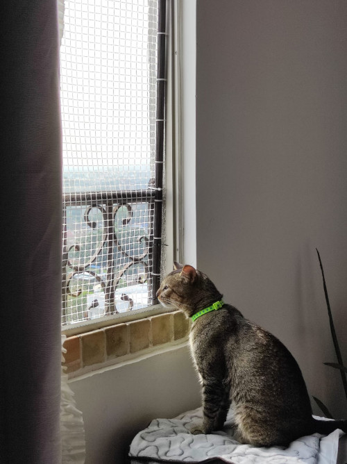 Gris