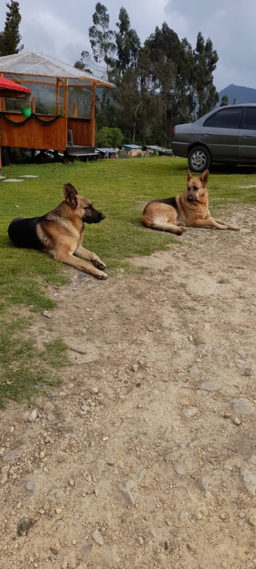Zeus Y Danger
