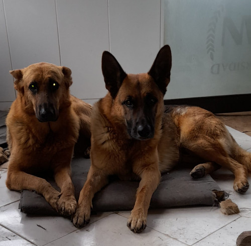 Zeus Y Danger