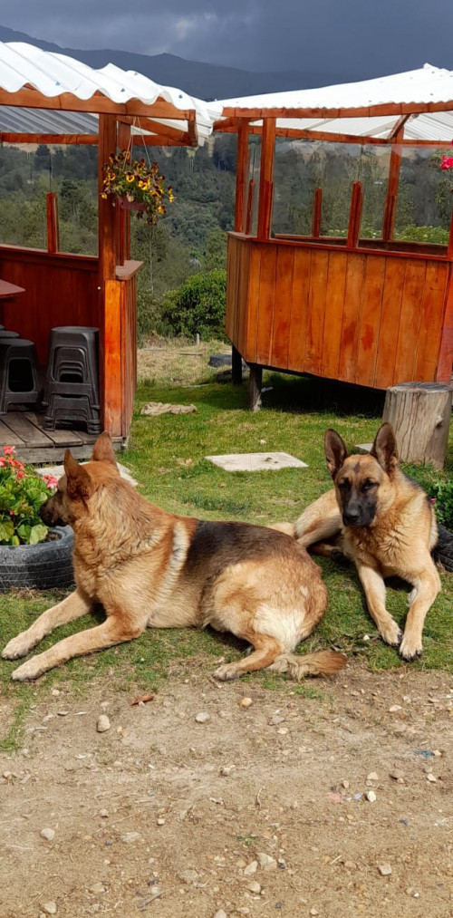 Zeus Y Danger