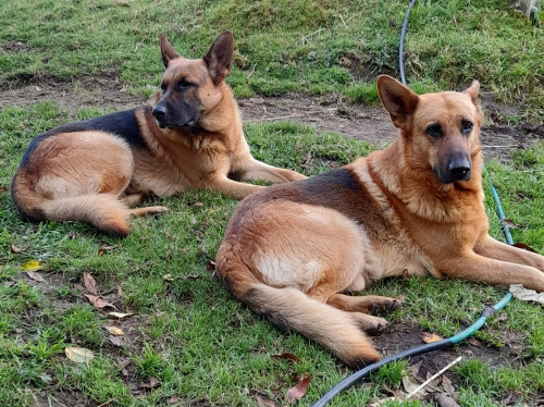 Zeus Y Danger