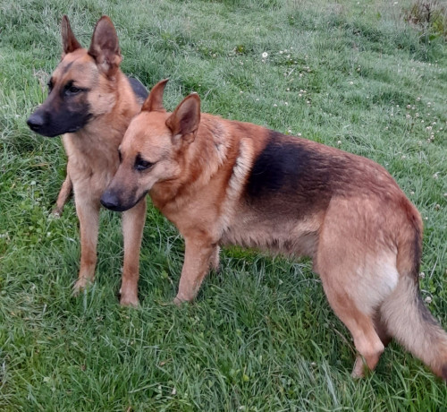 Zeus Y Danger