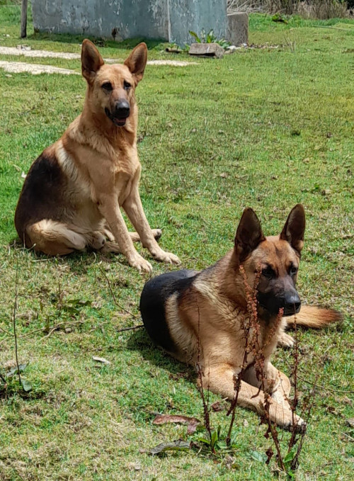 Zeus Y Danger