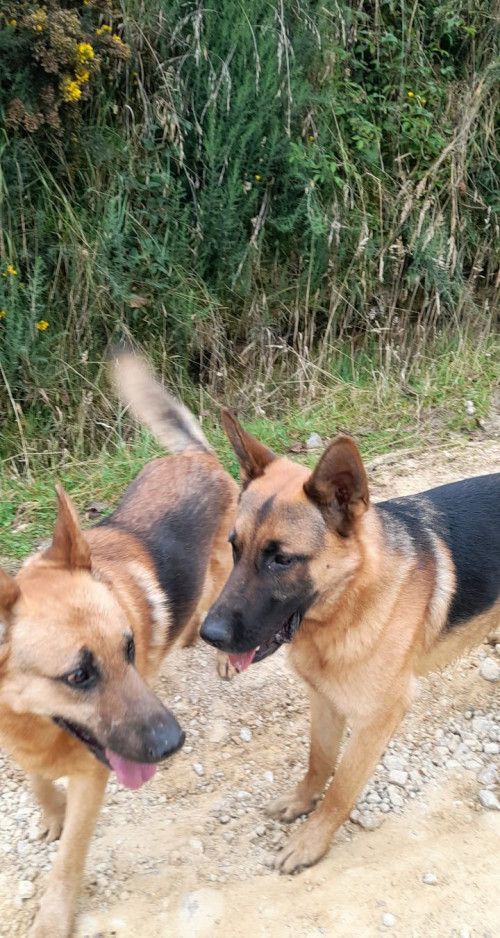 Zeus Y Danger